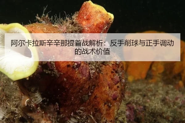 a-er-ka-la-si-xin-xin-na-ti-shou-zhan-jie-xi-fan-shou-xiao-qiu-yu-zheng-shou-diao-dong-de-zhan-shu-jia-zhi-1-169.jpg